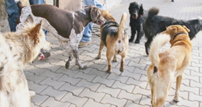 Konaković: Iduće godine novo tranzitno prihvatilište za pse u vrijednosti od oko milion KM