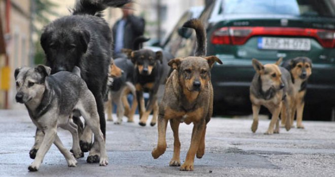 Potpisani ugovori s veterinarskim organizacijama za provođenje mjera zaštite pasa lutalica u KS
