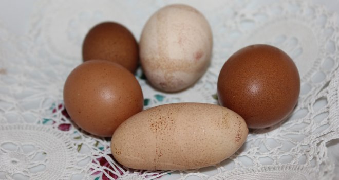 U Trebinju pijetao nosi jaja: Do pola dana je bio muško, a drugi dio dana žensko