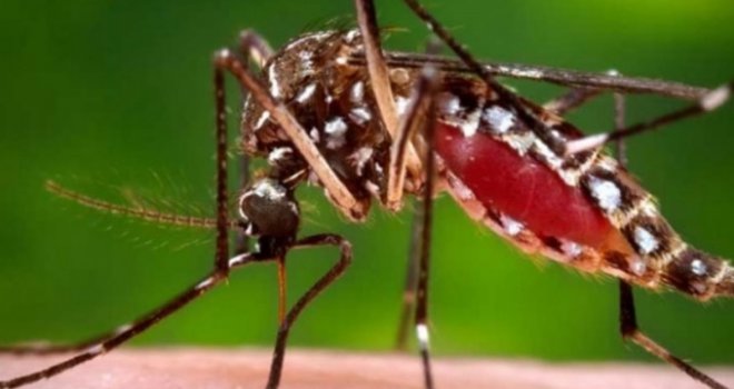 Tigrasti komarac stigao u gradove Srpske: Situacija sve ozbiljnija