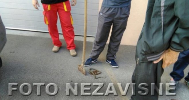 Očekuje se navala gmizavaca: U centru Banjaluke zmija se uvukla u parkirani automobil...