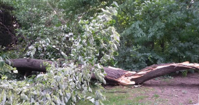 Vruć i jak vjetar sinoć čupao stabla po Sarajevu