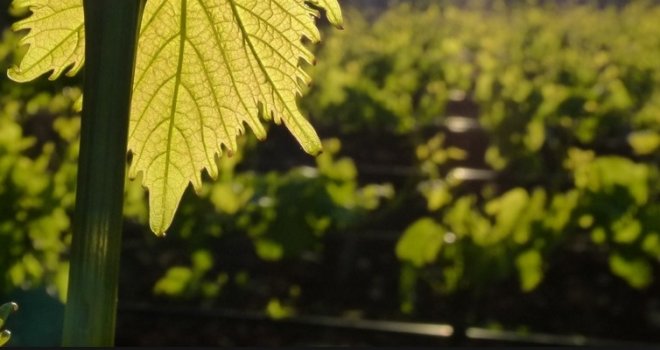 Sačekuša u vinogradu: Kako je bijesni muž ulovio ženu sa 15 godina mlađim ljubavnikom, a onda...  