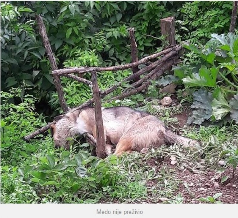 trovanje-medo-jablanica