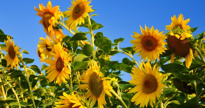 Nakon višegodišnjih istraživanja: Napokon otkriveno zašto suncokreti prate Sunce