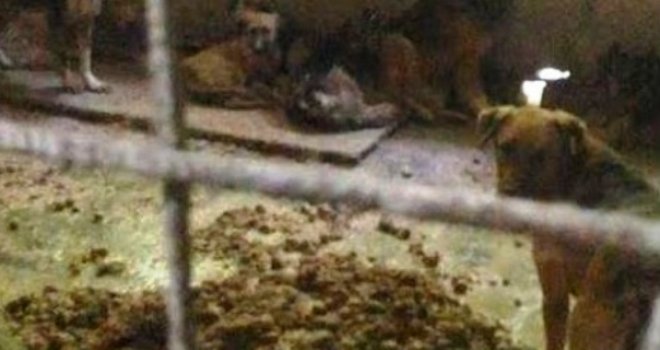 Omer Čevra: Sramota za državu da se ovako brutalno odnosi prema cukama! Pozivam premijera Konakovića...