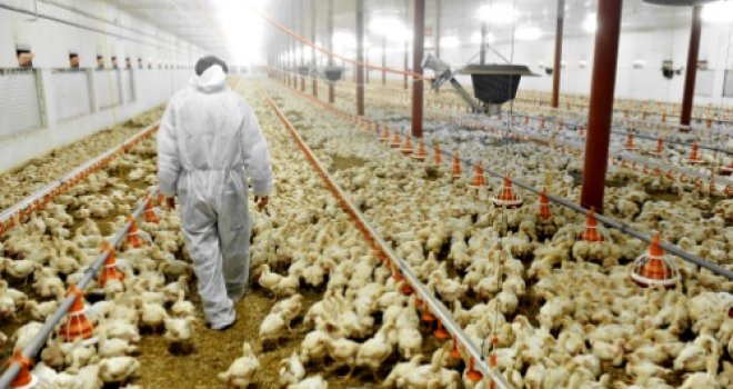 Nekad je prosječna kokoš težila 1,5 kg, a danas 3 kg: Zašto danas jedemo bezukusnu piletinu?