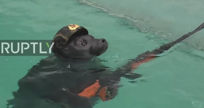 Uskoro će tuljani u rat umjesto ljudi: Rusi ih uvježbali da pucaju, puške drže kao profesionalci