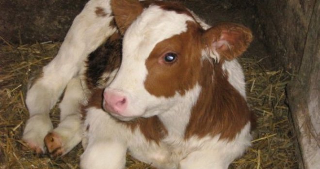 Rođeno tele s ljudskom glavom: Vlasnik ostao u šoku kad je vidio oči, nos i usta