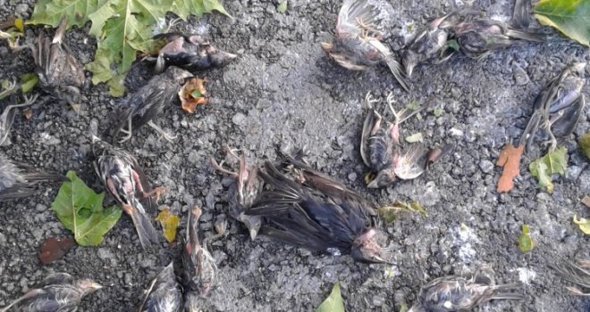U Čapljini u sinoćnjem nevremenu zabilježeno masovno stradanje ptica, u toku spašavanje preživjelih