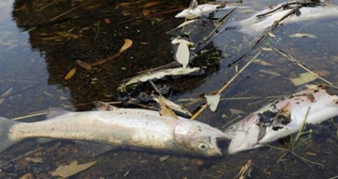 Strašni prizori na sjeveru BiH: Pomor riba širi odvratan smrad, a sad je krenula i najezda zmija...