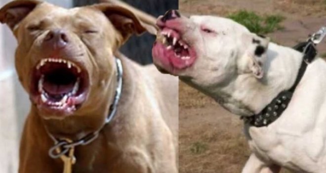 Horor u Sarajevu: Pit bullovi napali prolaznicu na Koševskom brdu, otrgli se vlasniku