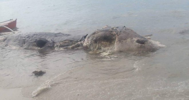 Misteriozno morsko biće od deset metara nasukalo se na plažu, niko ne zna o čemu je riječ