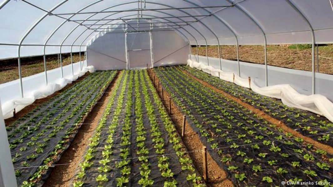 plastenik-mesanovic-klotjevac