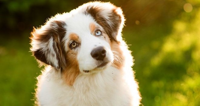 Mladić sjekirom ubio komšijinog psa jer je previše lajao