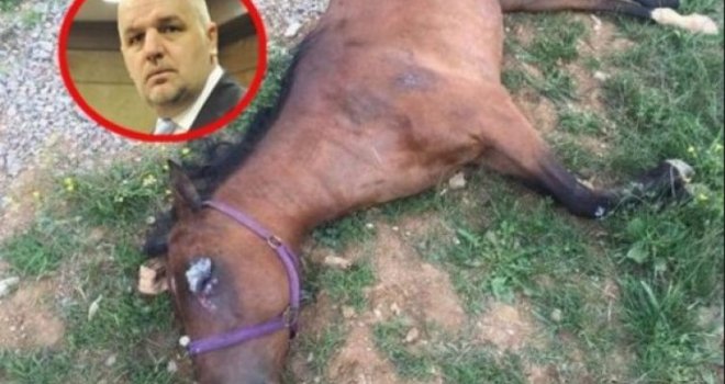 I Tužilaštvo ZDK zvanično obavijestilo porodicu: Zukićeva kobila Odet izvršila samoubistvo?!