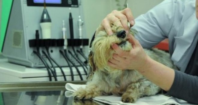 Prvi put u BiH: U Sarajevu se otvara  stomatološka ordinaciju za male kućne ljubimce