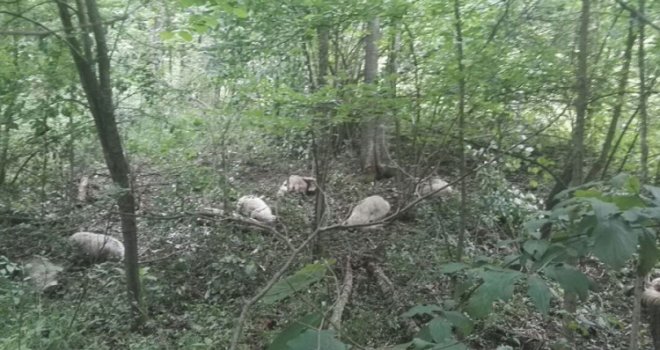 Stado ovaca ušlo u minsko polje kod Gračanice, stradalo ih 40