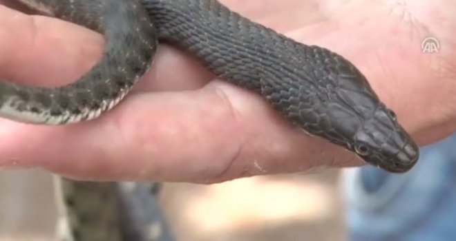 Sve o zmijama: Koje vrste žive u BiH, koje su otrovnice a koje ne, kakav je ugriz i šta uraditi...