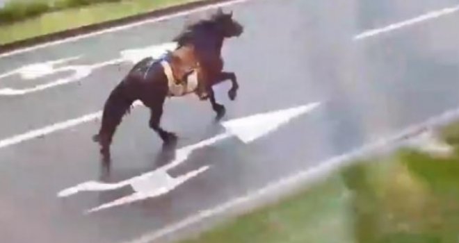 Konjanici pošli na Ajvatovicu, usred grada pobjegao im konj: Pogledajte kako to izgleda...