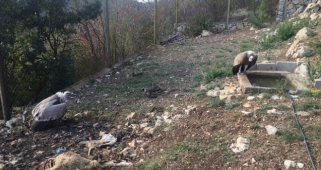 Uginuli posljednji bjeloglavi supovi u BiH: Otrovani?!
