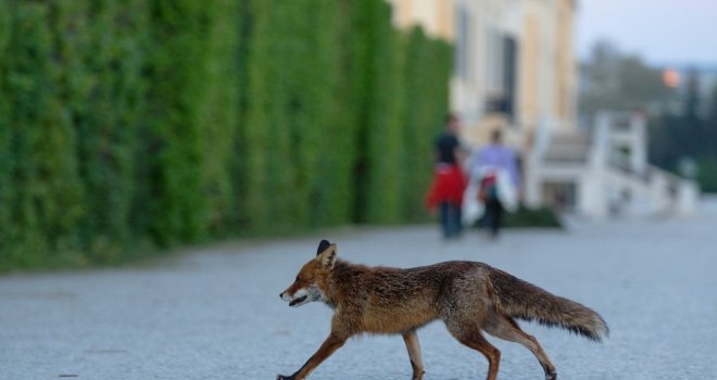 Problemi u Beču: Pojavile se lisice u centru grada, u parkovima, vrtovima