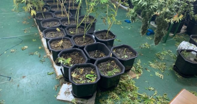 Pronađene dvije vještačke laboratorije za proizvodnju skanka u Banjoj Luci