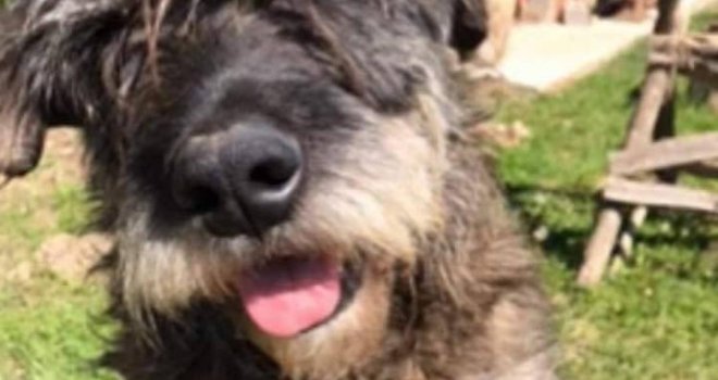 Ovo je pas Kiro... Neko mu je stavio petardu u anus, mučio se danima pa umro