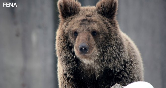 Medvjedi u sarajevskoj Pionirskoj dolini nisu u zimskom snu, ali su u 'zimskom režimu'