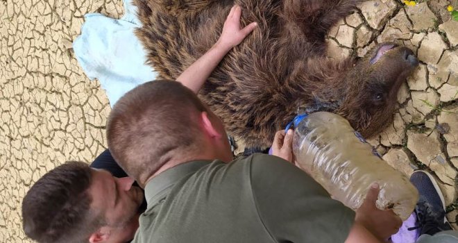 Uginula medvjedica koja je jutros dovezena na Veterinarski fakultet u Sarajevu, pronađeno drugo meče