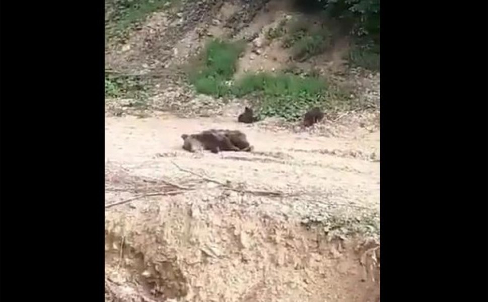 povrijedjena-medvjedica-mladunci