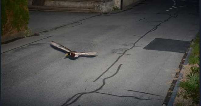Ptica prijestupnica iz Zone sumraka: Radar snimio patku koja leti prebrzo, a policija je otkrila i nešto još čudnije...