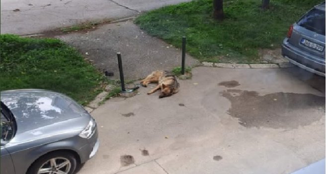 Ko je svezao jednog psa za stub nasred Sarajeva: Agonija je trajala cijeli dan