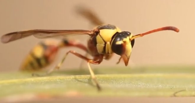 Pazite na ljetovanju: U Hrvatskoj najezda opasnog insekta, situacija postaje alarmantna