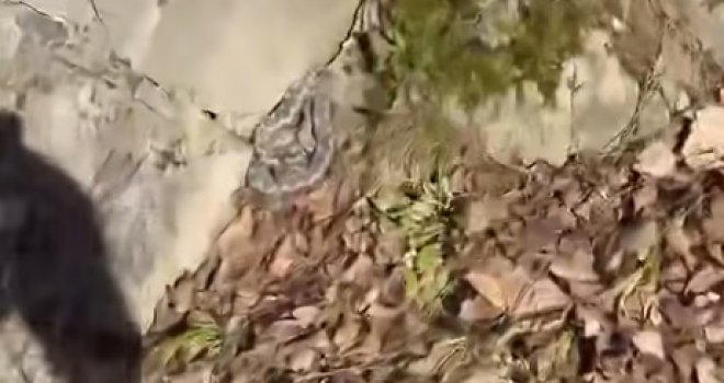 Građani, oprez: Najotrovnija evropska zmija snimljena u bh. gradu