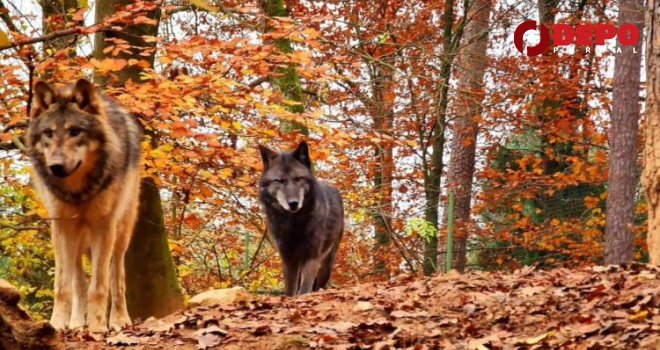 Indijanski horoskop: Znate li koji ste znak i šta on govori o vama?