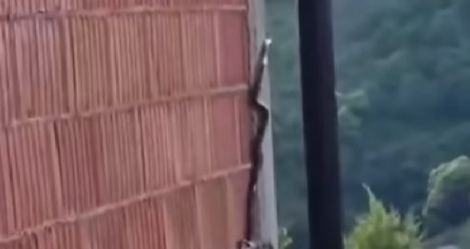 Snimak iz BiH šokirao: Koliko visoko se zmija može popeti?