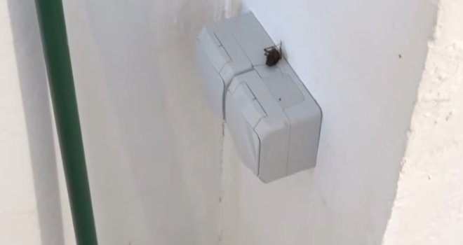 Najezda žohara u bh. gradu: Pronalazimo ih i u stanovima